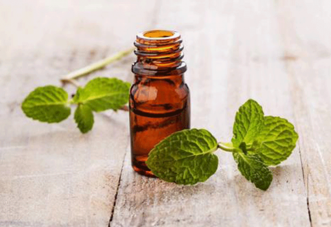 all about spearmint oil