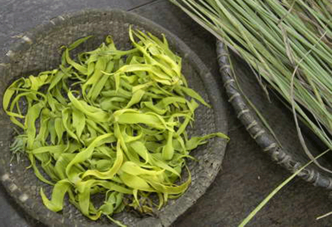 all about ylang ylang oil