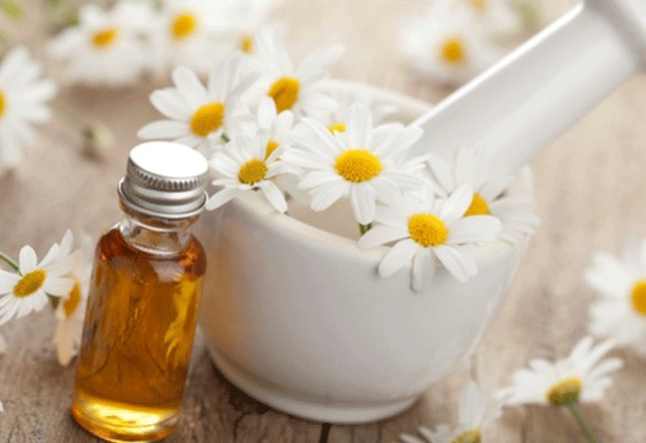 all about german chamomile oil