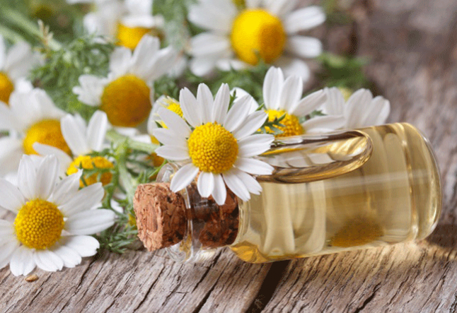 all about roman chamomile