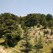 Cedarwood