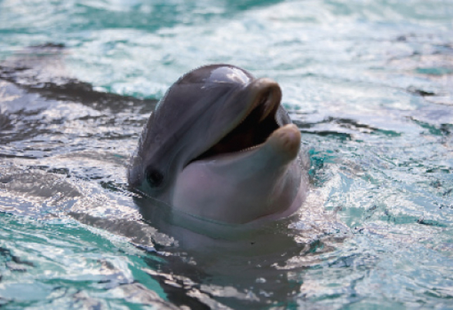 WildQuest: dolphin yoga retreat in the bahamas