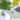 ayurveda: skin care options