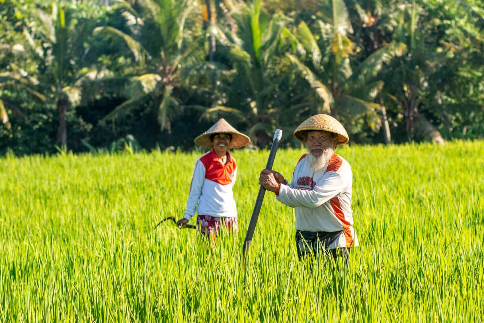 Balinese Couple working in Rice Fields Eco Wellness Retreat Ulaman Dino Magnatta Owner Bamboo