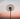 flower in sunset sky define equanimity definition buddhism what is symbol define in mean word balance def yoga equanimitous