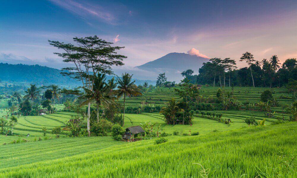 rice fields and gunung agung volcano bali yoga retreat surf ubud canggu