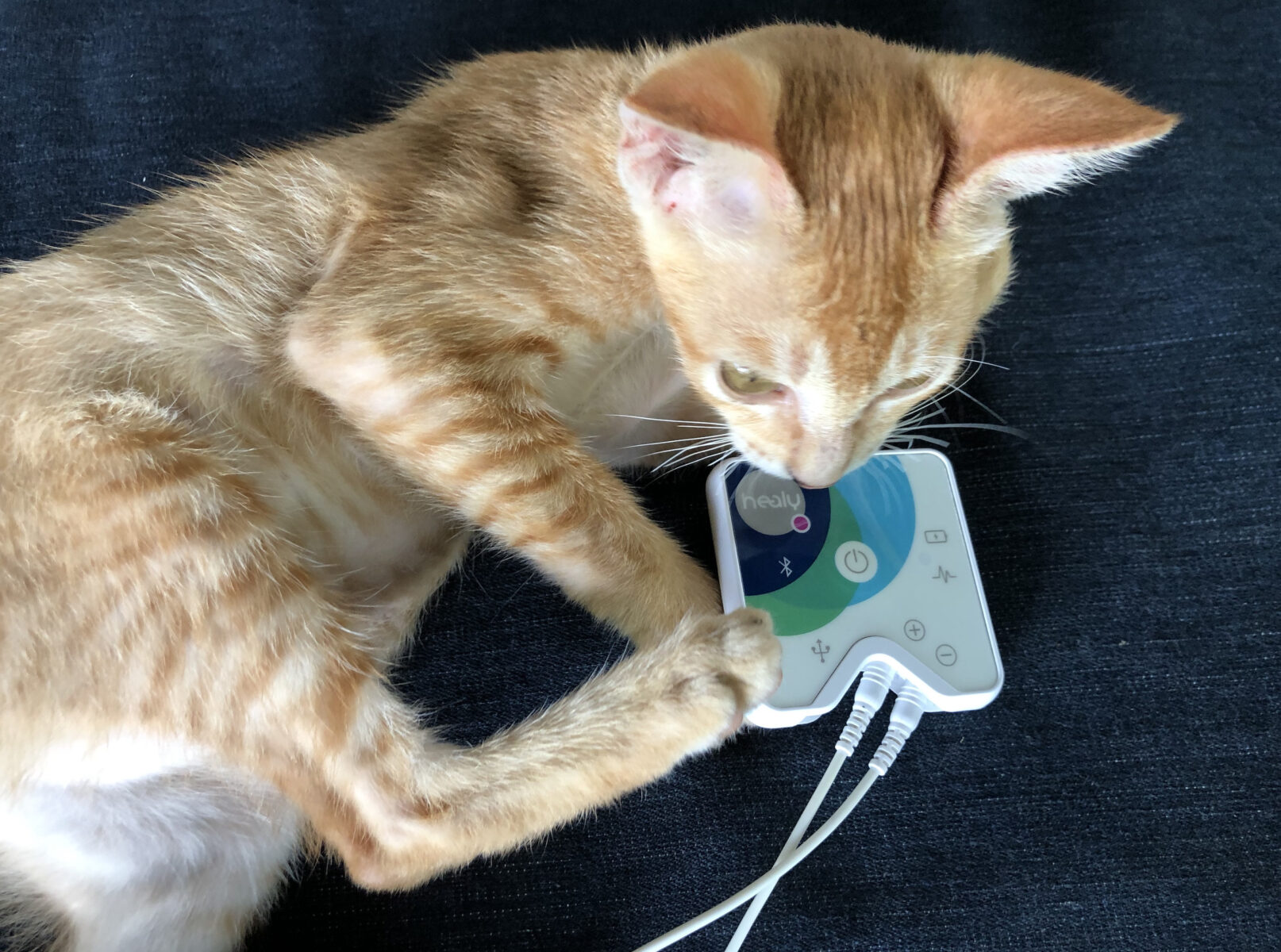 orange stopped cat laying on blue couch with Healy device Plastic blue and white box 