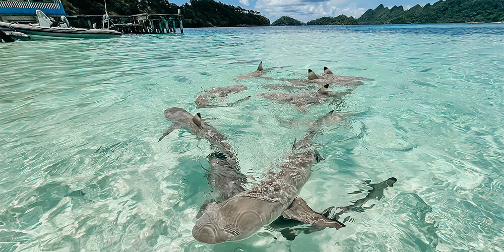 sharks shallow water Raja ampat Yacht boat Indonesia