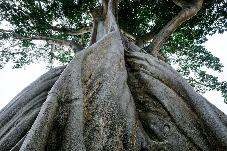 giant ancient tree bali banyan old kayu putih pohon