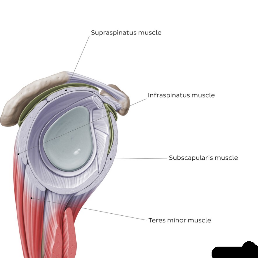 shoulder alignment, what is the proper way?