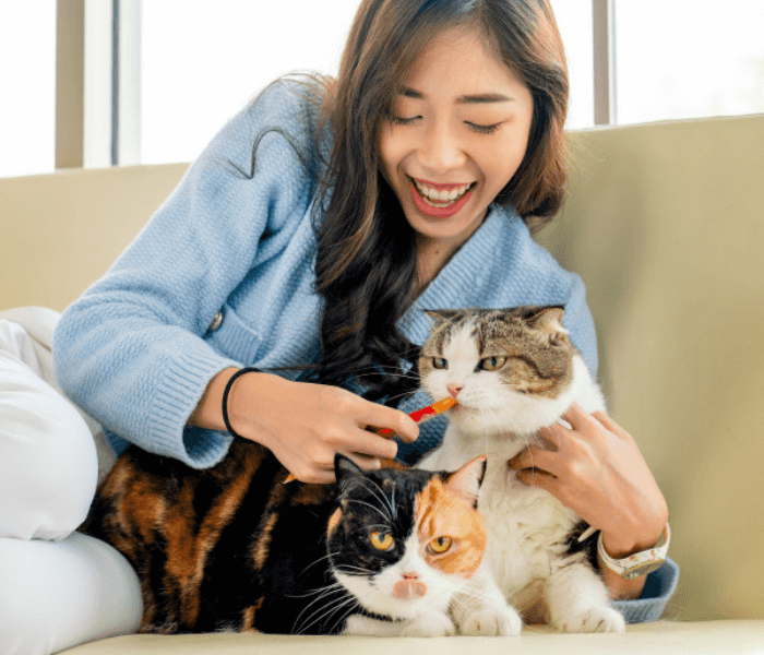 katze gesund halten