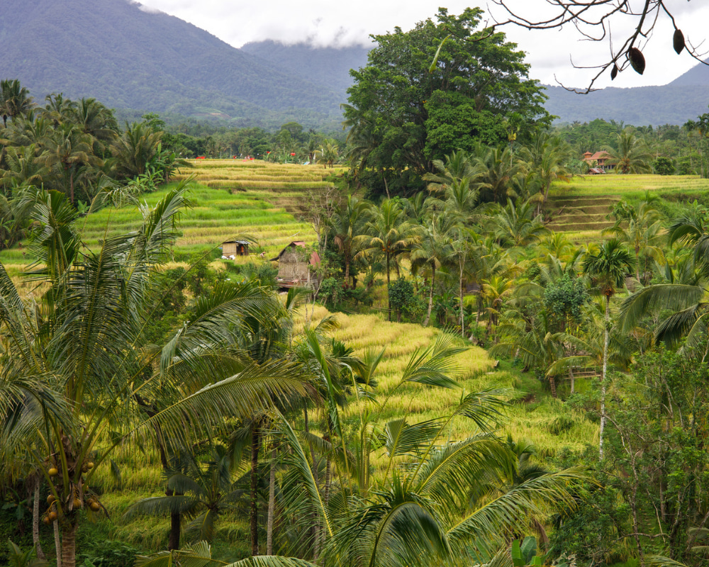 Traditional Balinese rice fields with huts and mountain backdrop