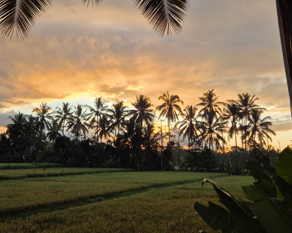 Sunset over lush rice fields and tall palm trees in Ubud, Bali, a tranquil setting for yoga teacher training stays.
