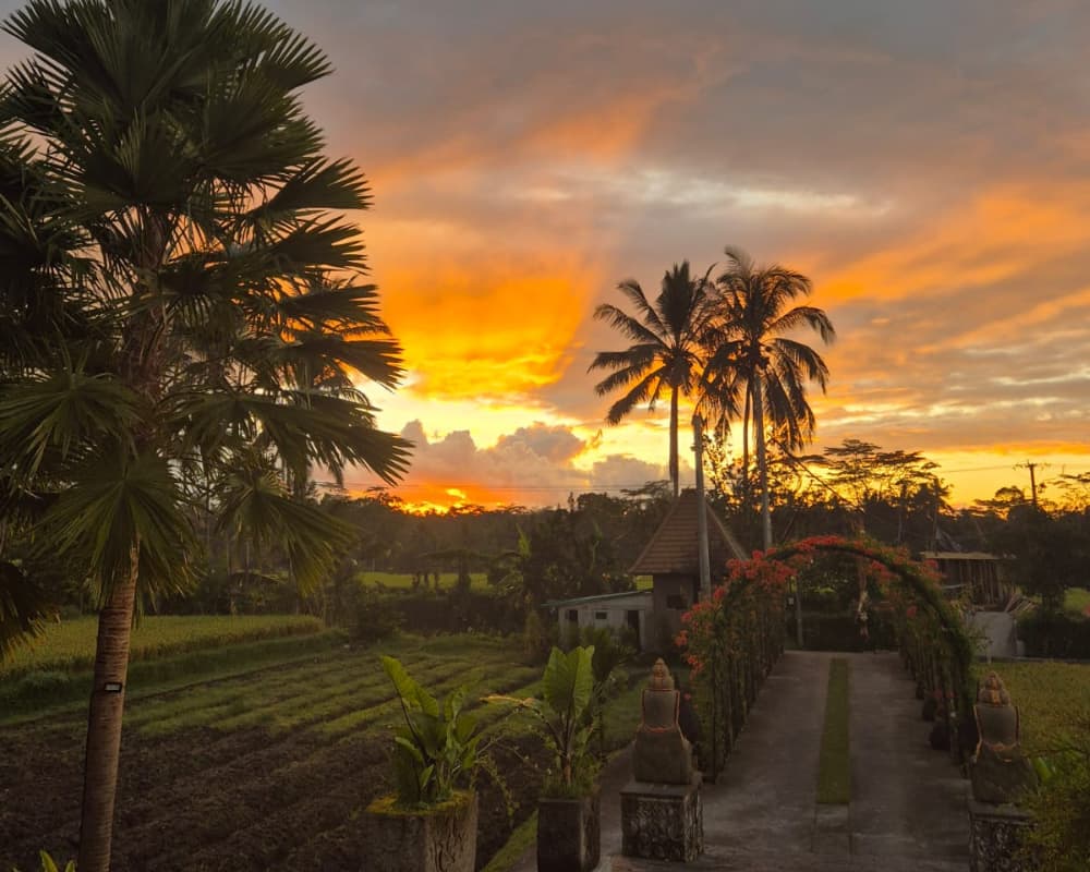 Sunset view with palm trees silhouetted against a fiery sky over rice fields and a flower-covered walkway.
