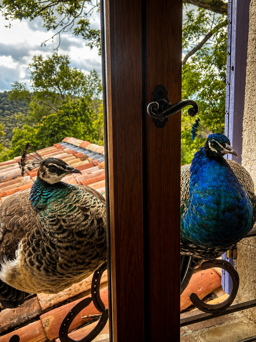 Séjour nature et retraite bien-être en Provence : notre avis sur la Ferme Saint Pierre